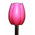 Matix Schirmtulpen - Holland