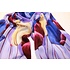 Robin Ruth Fashion Damessjaal Robin Ruth Tulpen paars ,creme en aubergine