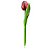 Typisch Hollands Balpen Tulp - Rood