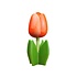 Typisch Hollands Wooden tulip on foot 14 cm - Orange White
