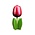 Typisch Hollands Hölzerne Tulpe zu Fuß 14 cm - Rot-Weiß