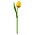 Typisch Hollands Wooden Tulip - Yellow - Orange