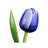 Typisch Hollands Blauwe Houten Tulp