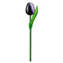 Typisch Hollands Tulpe o Stiel - Aubergine 20 cm