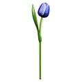 Typisch Hollands Blue Wooden Tulip