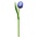 Typisch Hollands Blue Wooden Tulip