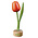 Typisch Hollands Tulip on Foot Orange - Red