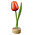 Typisch Hollands Tulp op Voet Oranje