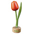 Typisch Hollands Tulpe zu Fuß Orange - Rot