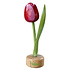 Typisch Hollands Tulip on Foot Red - White