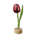 Typisch Hollands Tulpe auf roter Aubergine