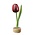 Typisch Hollands Tulip on Red Aubergine