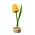 Typisch Hollands Yellow - Orange Tulip on Stand
