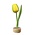 Typisch Hollands Tulip on Stand Yellow - Green