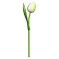 Typisch Hollands White Wooden Tulip