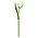 Typisch Hollands White Wooden Tulip