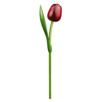Typisch Hollands Red Wooden Tulip