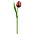 Typisch Hollands Red Wooden Tulip