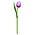 Typisch Hollands Wooden Tulip Lilac