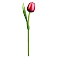 Typisch Hollands Houten Tulp Rood-Wit