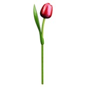 Typisch Hollands Houten Tulp Rood-Wit