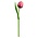 Nijhuis  Houten Tulp Rood-Wit