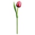 Typisch Hollands Wooden Tulip Red-White