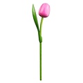 Typisch Hollands Wooden Tulip Pink