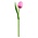 Nijhuis  Houten Tulp Roze