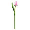 Typisch Hollands Houten Tulp Wit-Roze