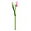Typisch Hollands Wooden Tulip White-Pink