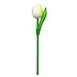 Typisch Hollands Wooden Tulip on stem - White - Small