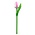 Nijhuis  Houten Tulp op steel - Wit-Pink