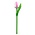 Typisch Hollands Wooden Tulip on stem - White-Pink