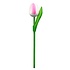 Nijhuis  Houten Tulp op steel Wit-Roze
