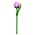 Typisch Hollands Houten Tulp op steel Violet-Wit klein