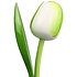 Typisch Hollands White Wooden Tulip