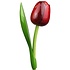 Typisch Hollands Red Wooden Tulip