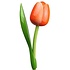 Nijhuis  Orange hölzerne Tulpe