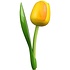 Typisch Hollands Yellow wooden tulip