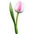 Typisch Hollands Holztulpe Weiß-Rosa