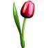 Typisch Hollands Houten Tulp Rood-Wit