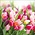 Typisch Hollands Holland servetten met  Tulpen