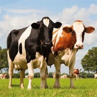 Typisch Hollands Napkins Pasture - Cows Typically Dutch