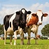 Typisch Hollands Serviettenweide - Kühe typisch niederländisch