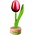 Nijhuis  Kleine Tulpe auf Fuß – 8 cm – Rot-Weiß
