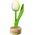 Typisch Hollands Small tulip on foot - 8cm - White