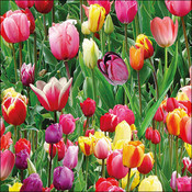 Typisch Hollands Holland napkins with Tulip field - Colorful flower field