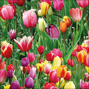 Typisch Hollands Holland servetten met  Tulpenveld - Kleurrijk bloemenveld
