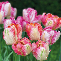 Typisch Hollands Holland napkins with tulips in a field (parrot tulips)